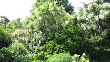 Taman