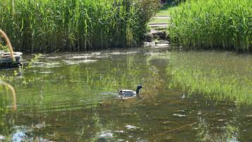 Un pato nada en un estanque rodeado de pastos altos y juncos.