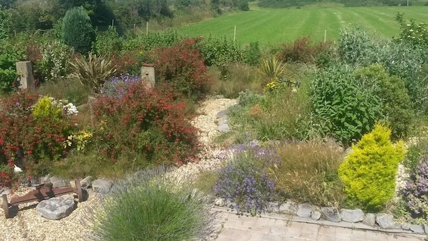 A garden with a gravel path, various plants, and a bench.