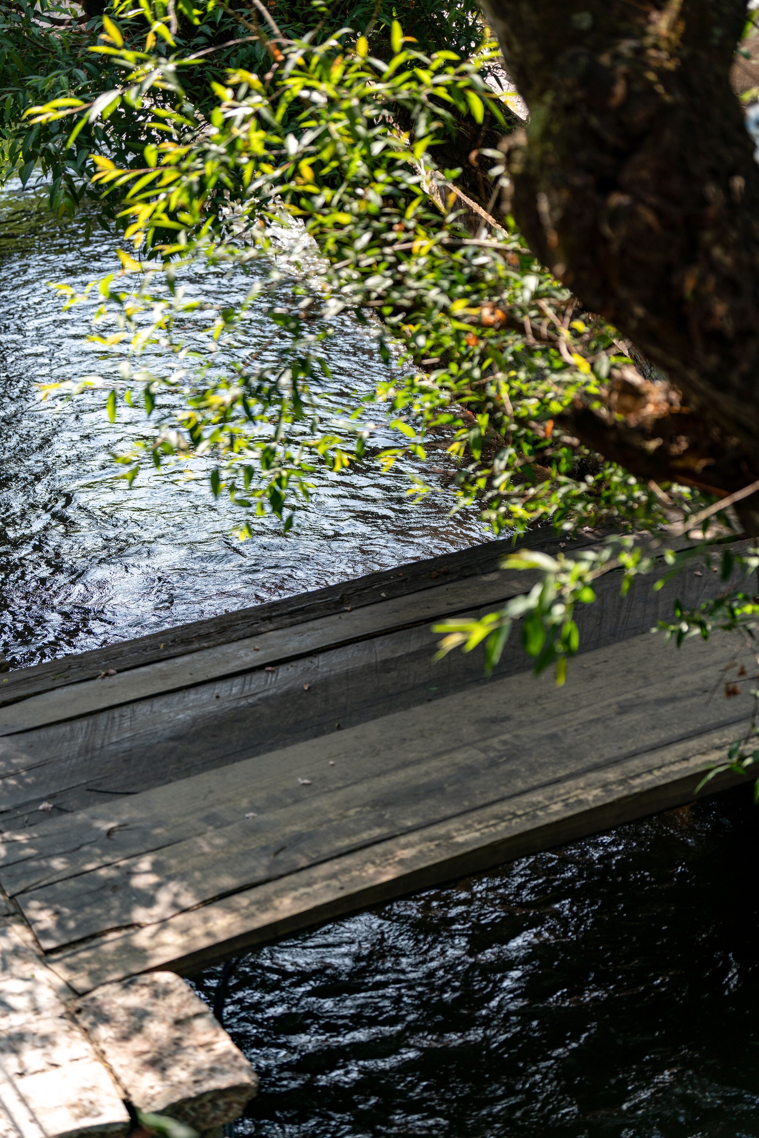 A wooden bridge over a calm river with surrounding greenery.