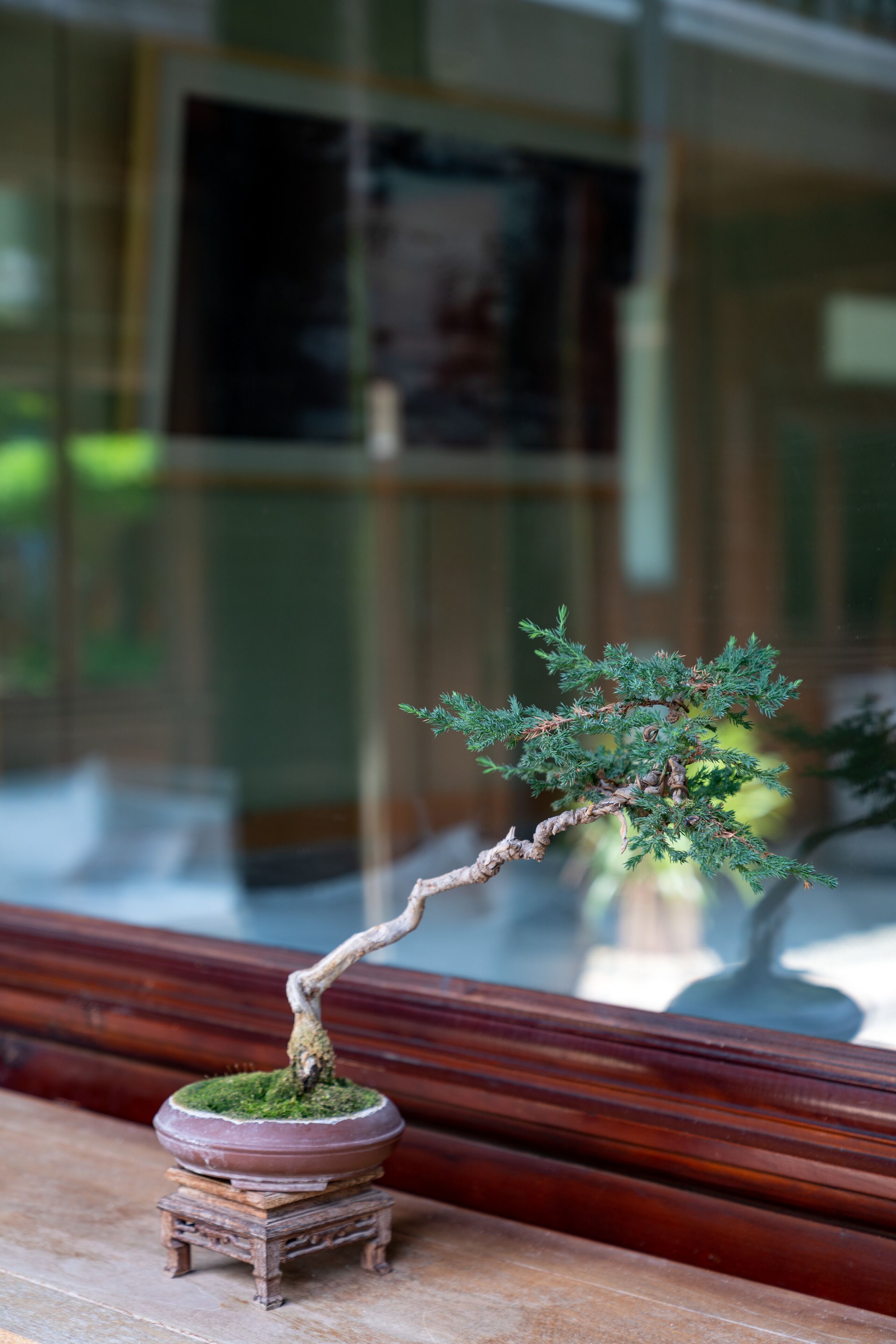 A bonsai tree in a pot on a wooden stand.