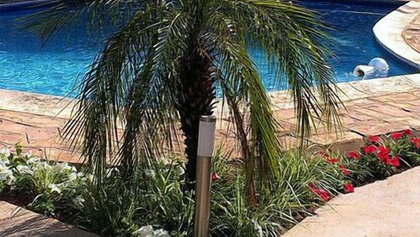 A swimming pool surrounded by lush greenery and a palm tree. - The Place Guest House (Mbabane)