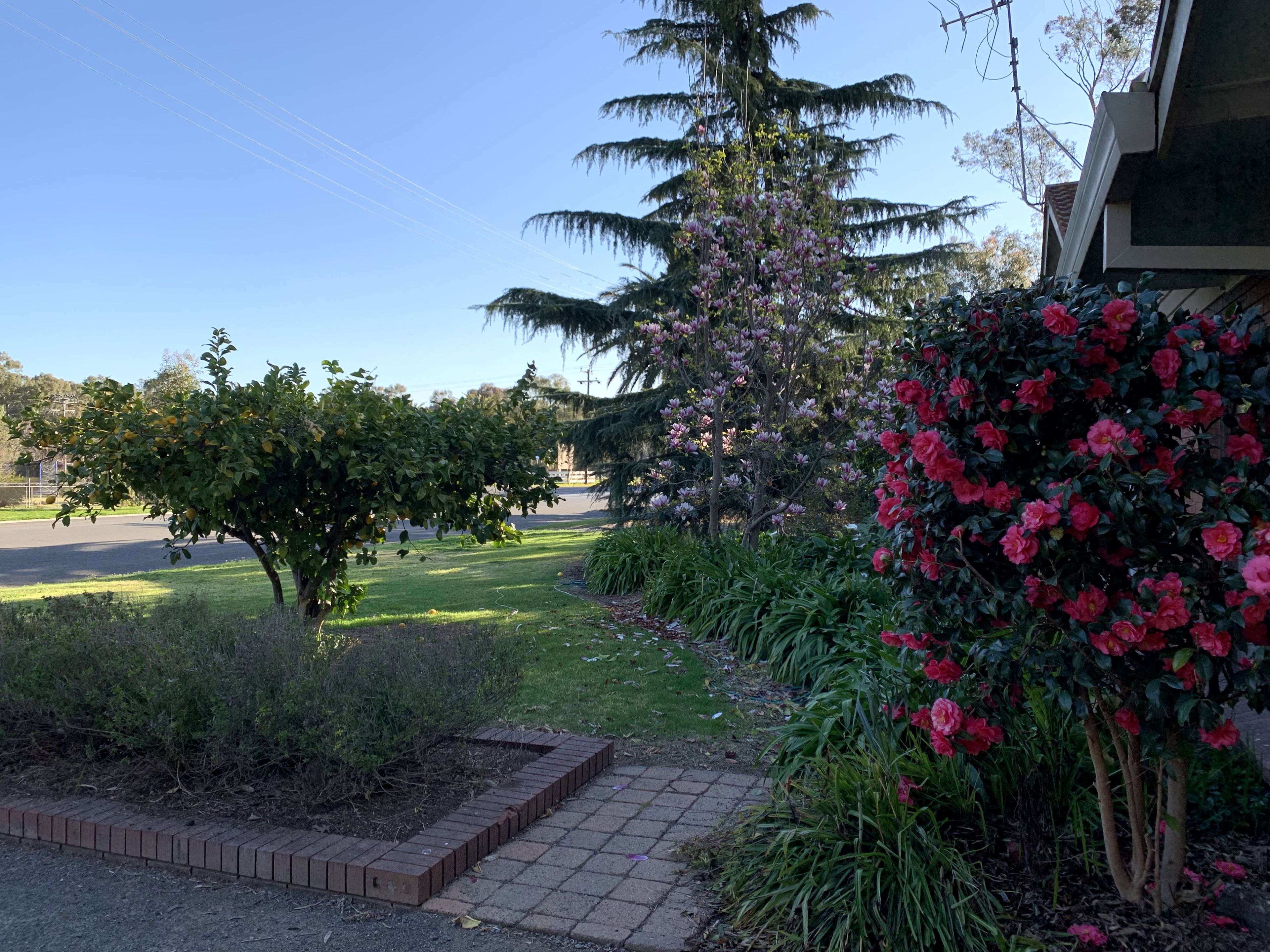 Ein Garten mit verschiedenen Pflanzen und einem Pflasterweg.