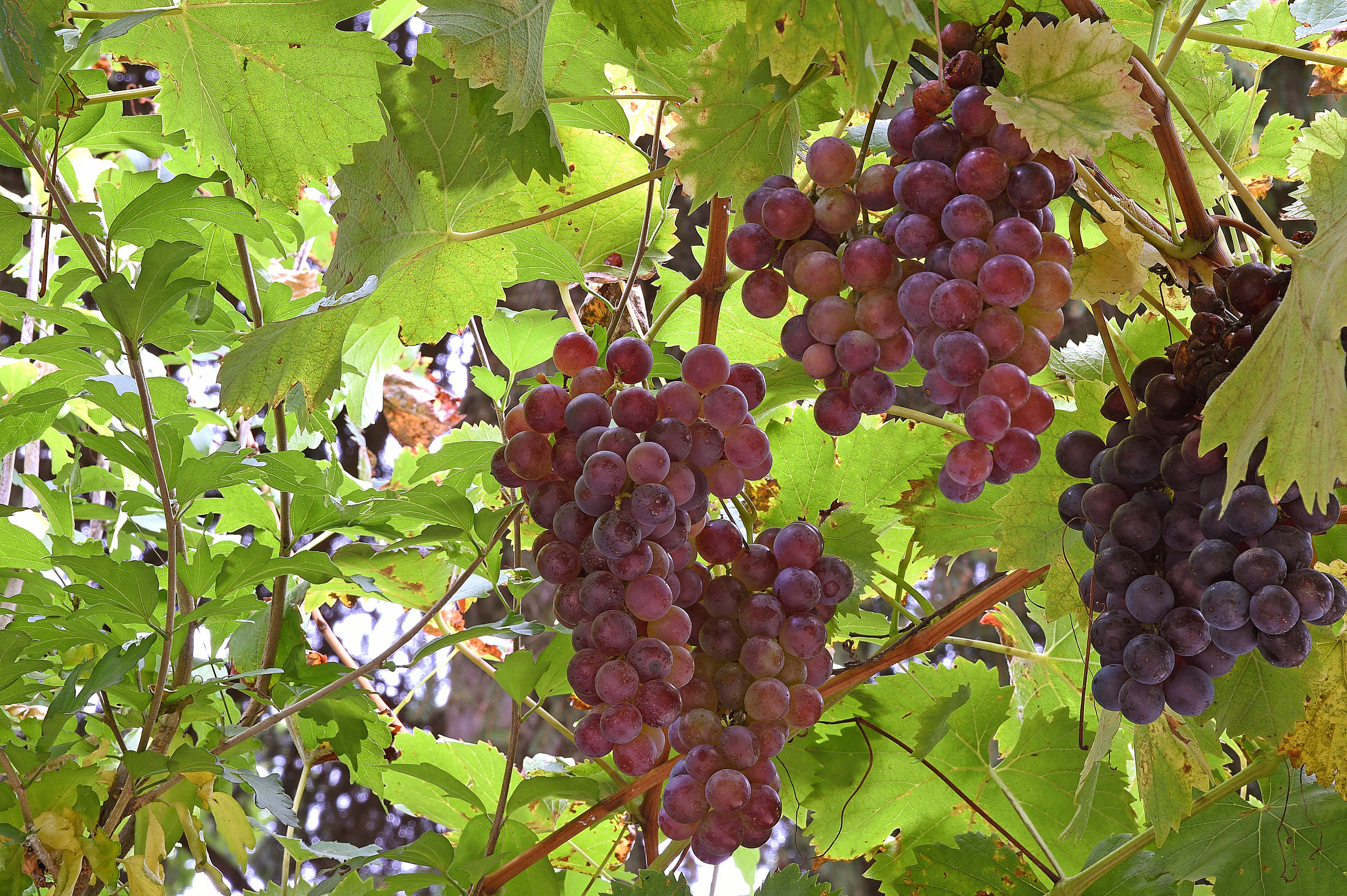 Des grappes de raisins d’un violet foncé pendent d’une vigne aux grandes feuilles vertes.