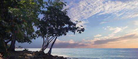 A beach with trees and a clear sky.