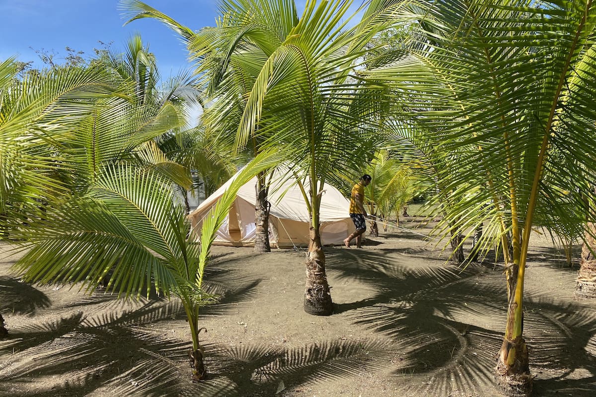 A tented area with palm trees and a clear sky.