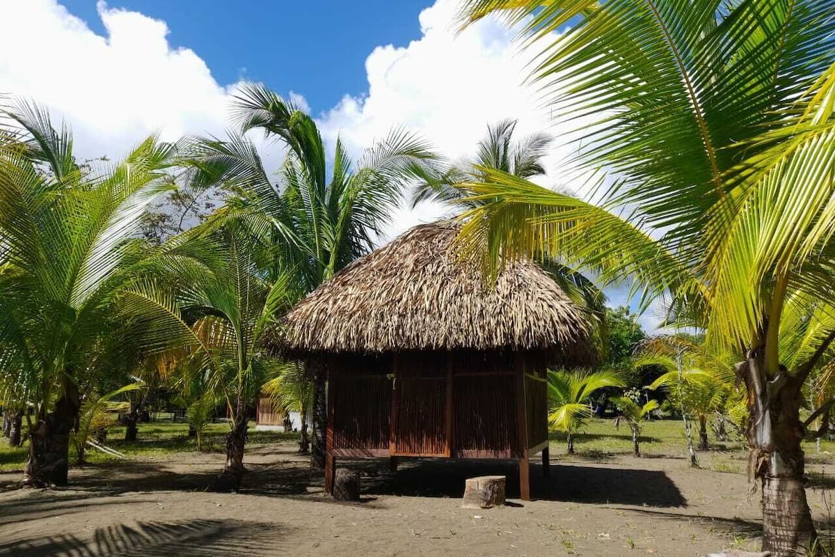 A thatched-roof hut surrounded by palm trees in a tropical setting.