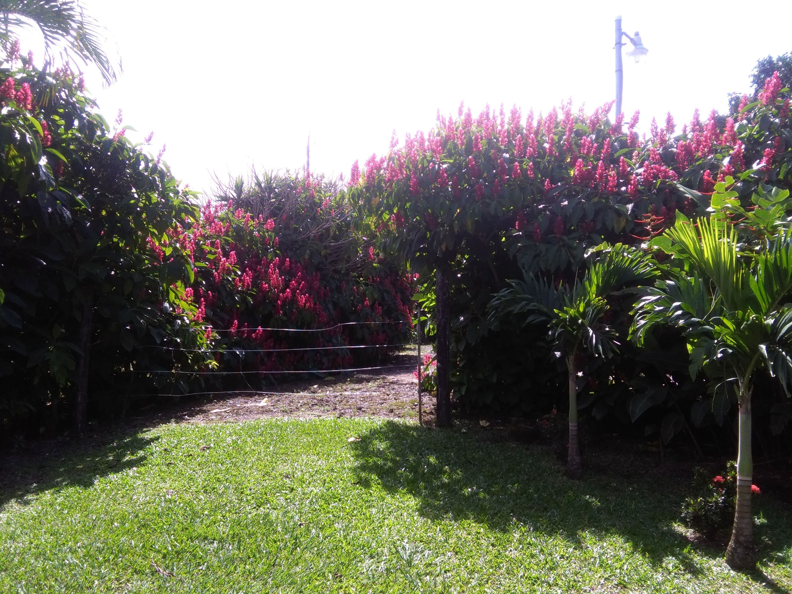 standard bungalow, 2 double beds | garden view