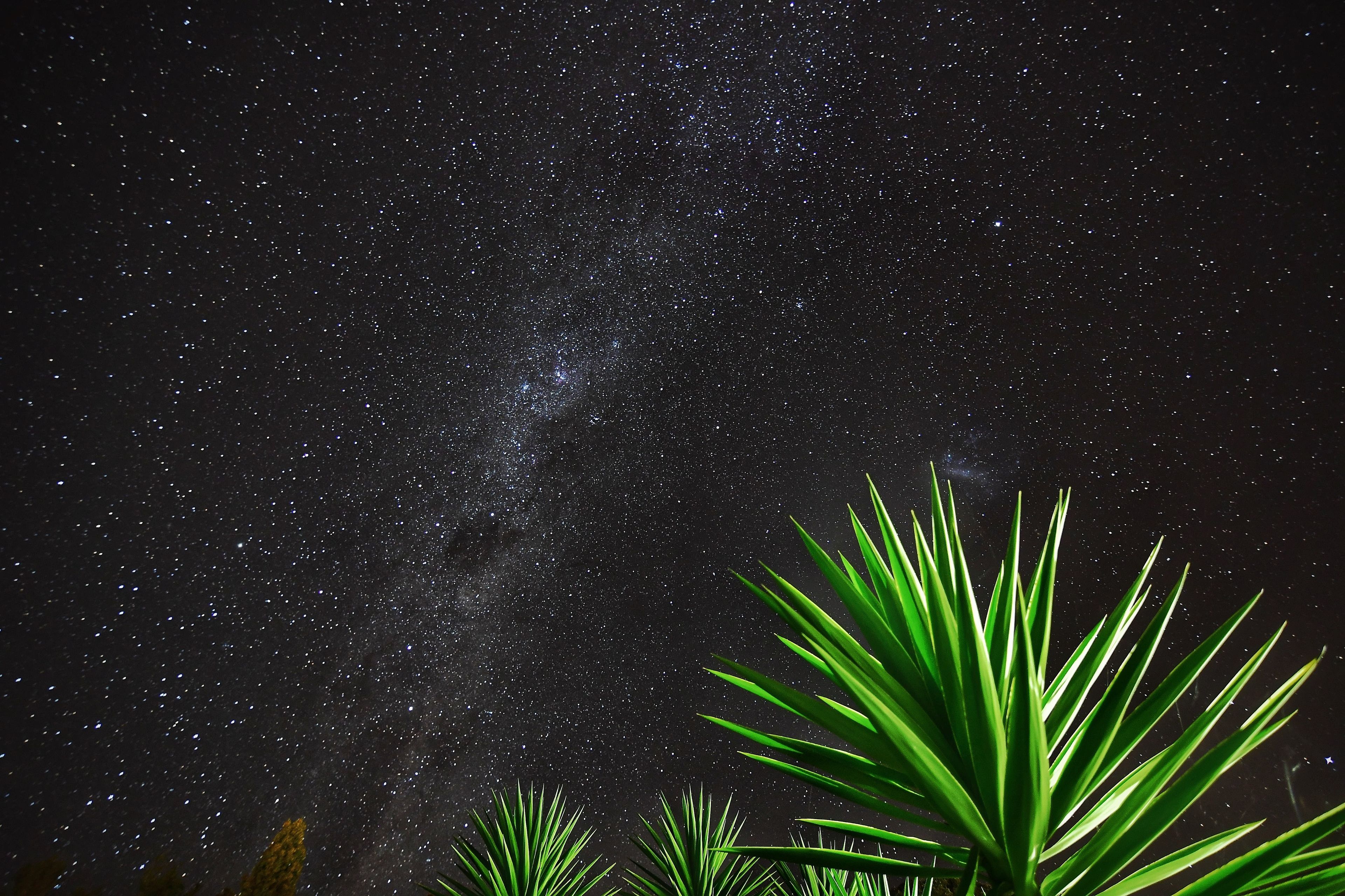 A night sky filled with stars and the Milky Way, with green foliage in the foreground.