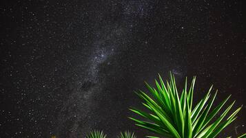 A night sky filled with stars and the Milky Way, with green foliage in the foreground.