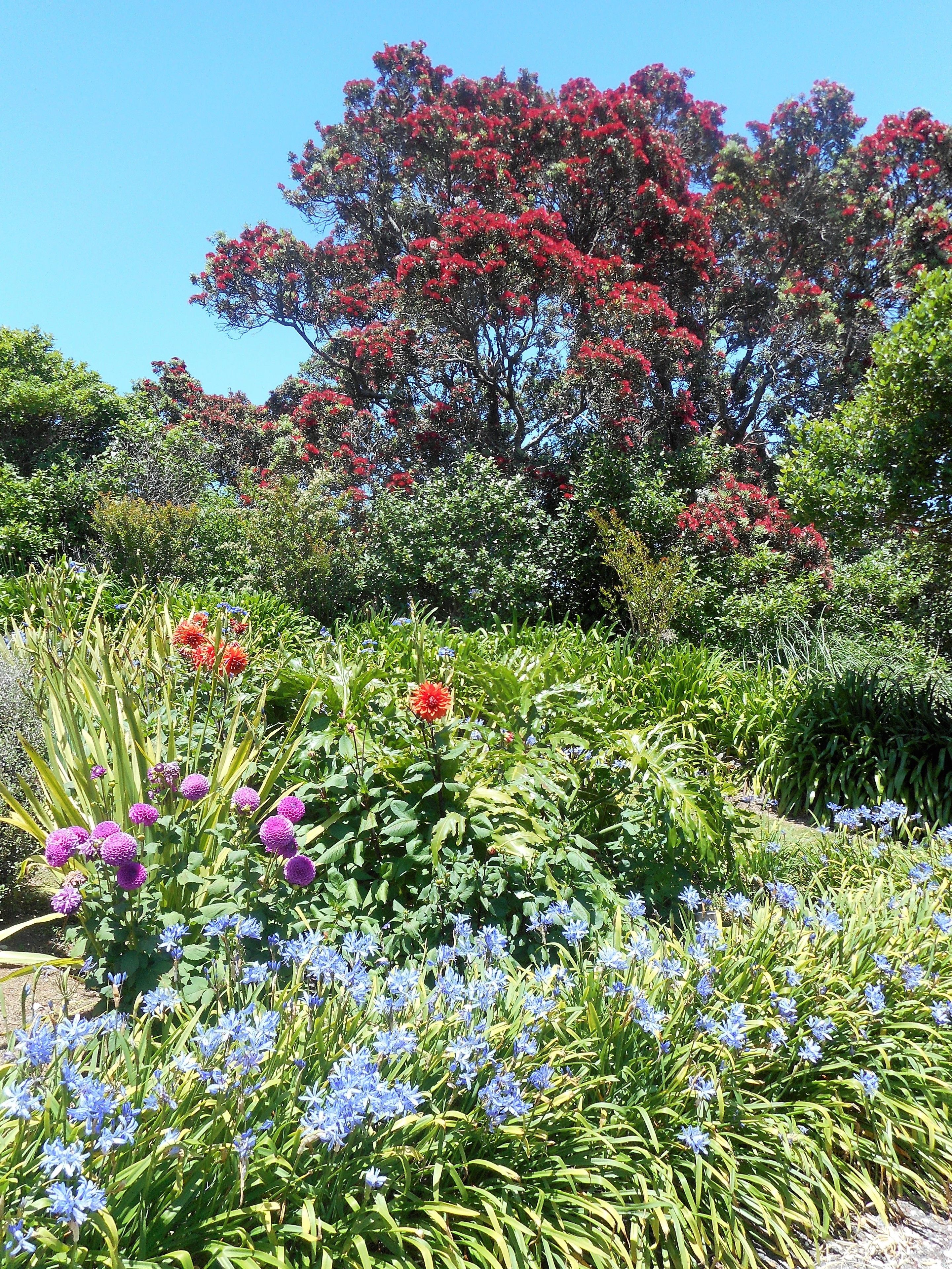 A garden with various flowering plants and trees, including red and blue flowers, and a large tree with red foliage.