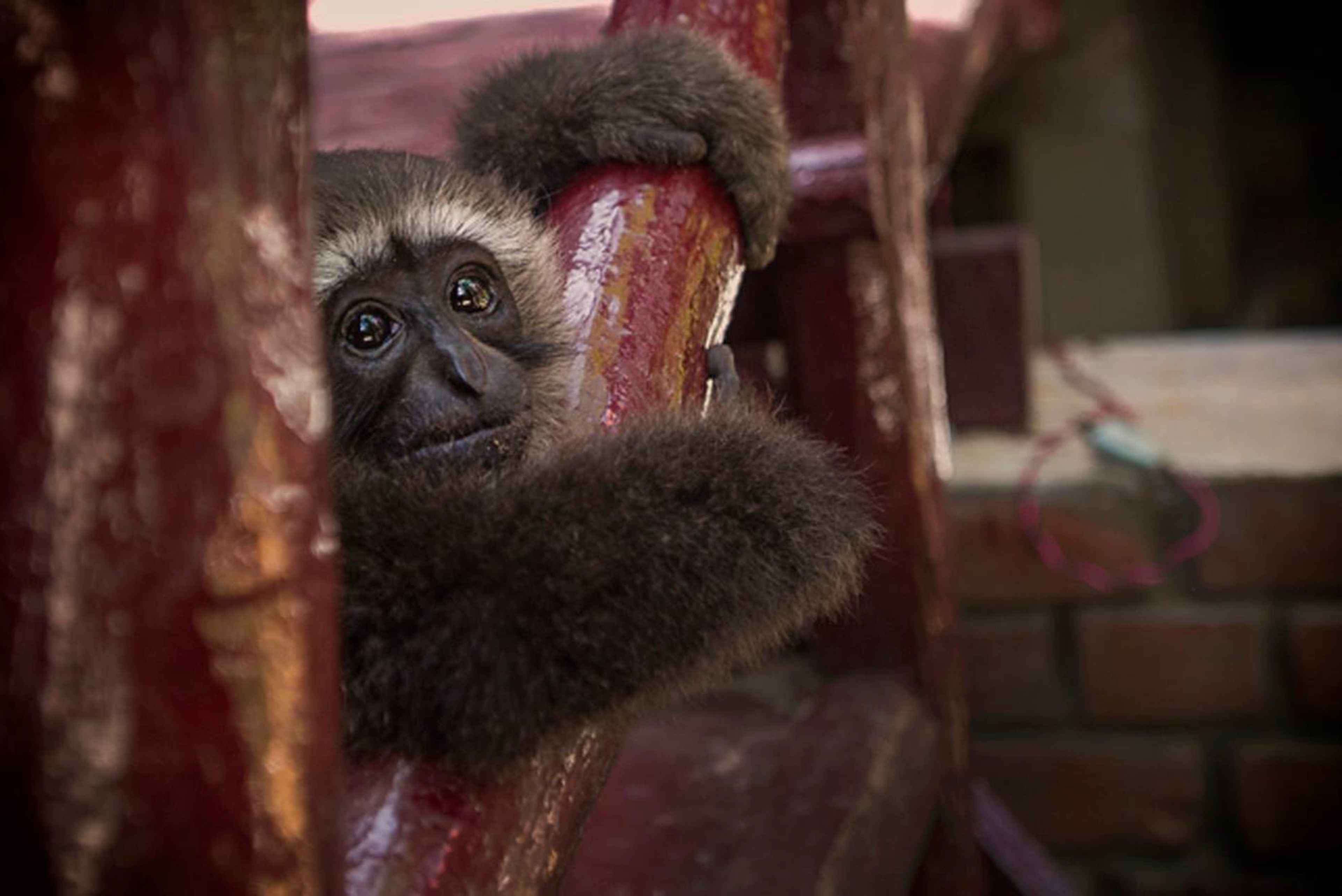 A gorilla with dark fur holding onto a red and yellow striped object.