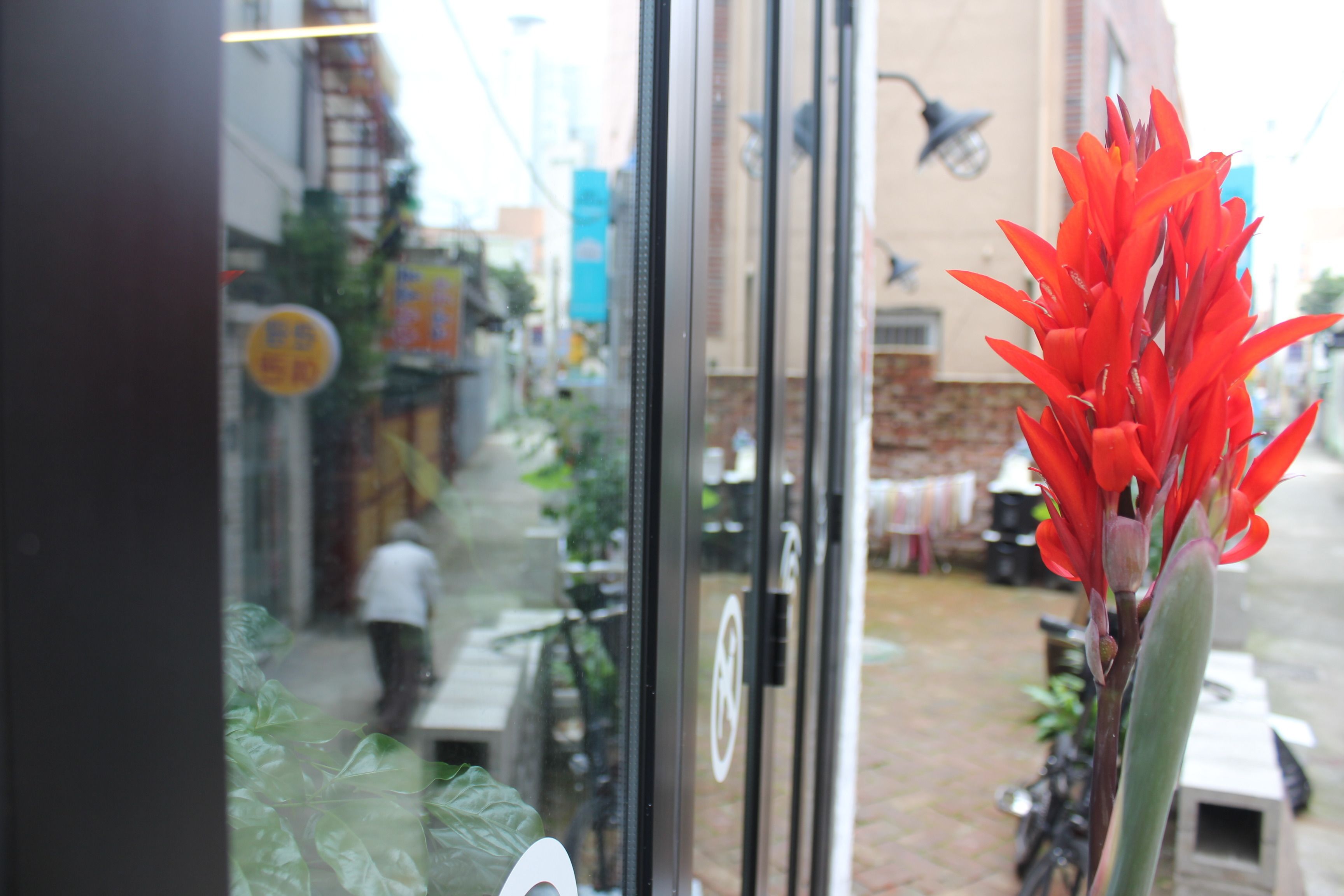Vista pela janela com uma flor vermelha em primeiro plano, rua com edifícios e uma pessoa caminhando ao fundo.