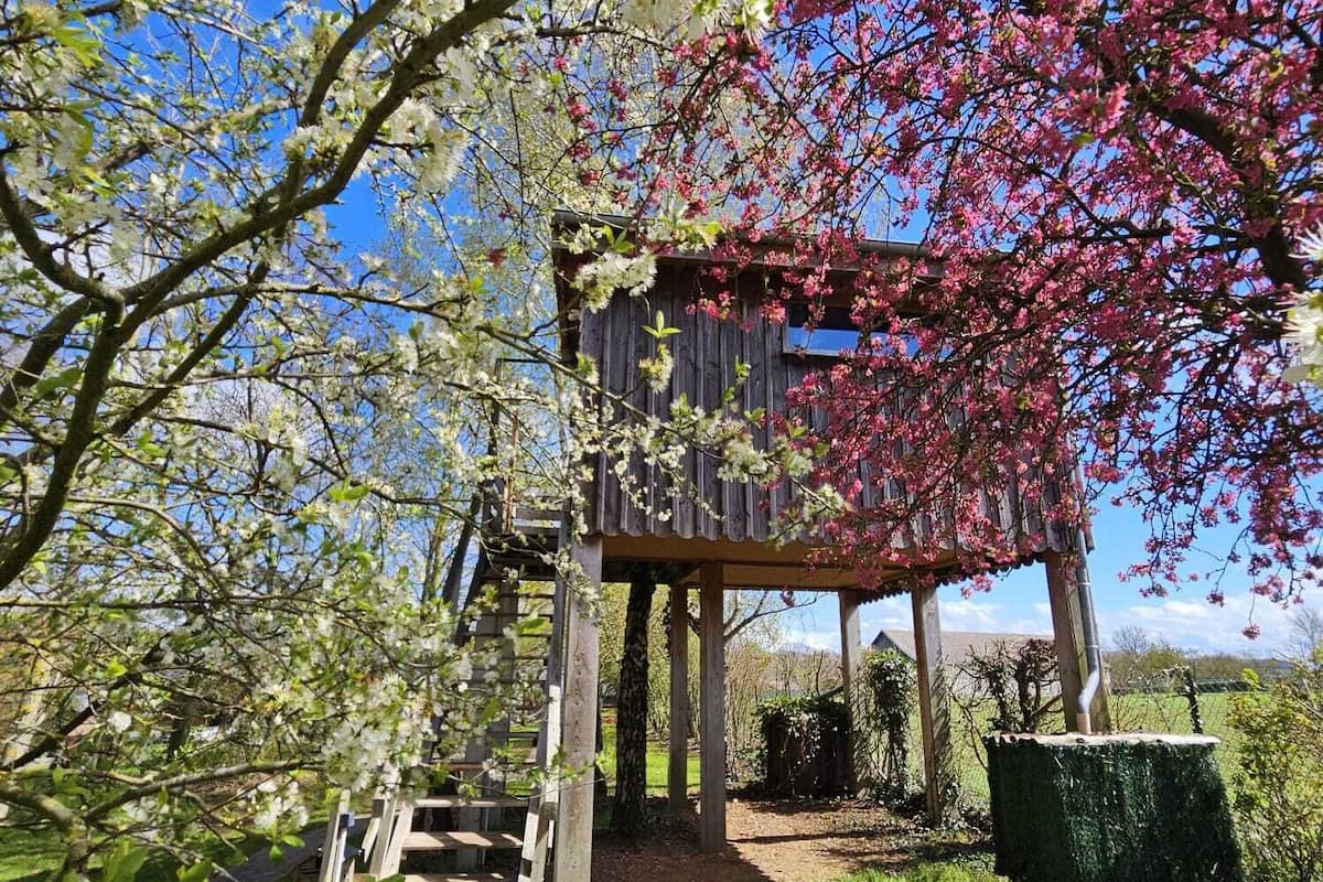 Tree House (L'Ours Brun) | Extérieur