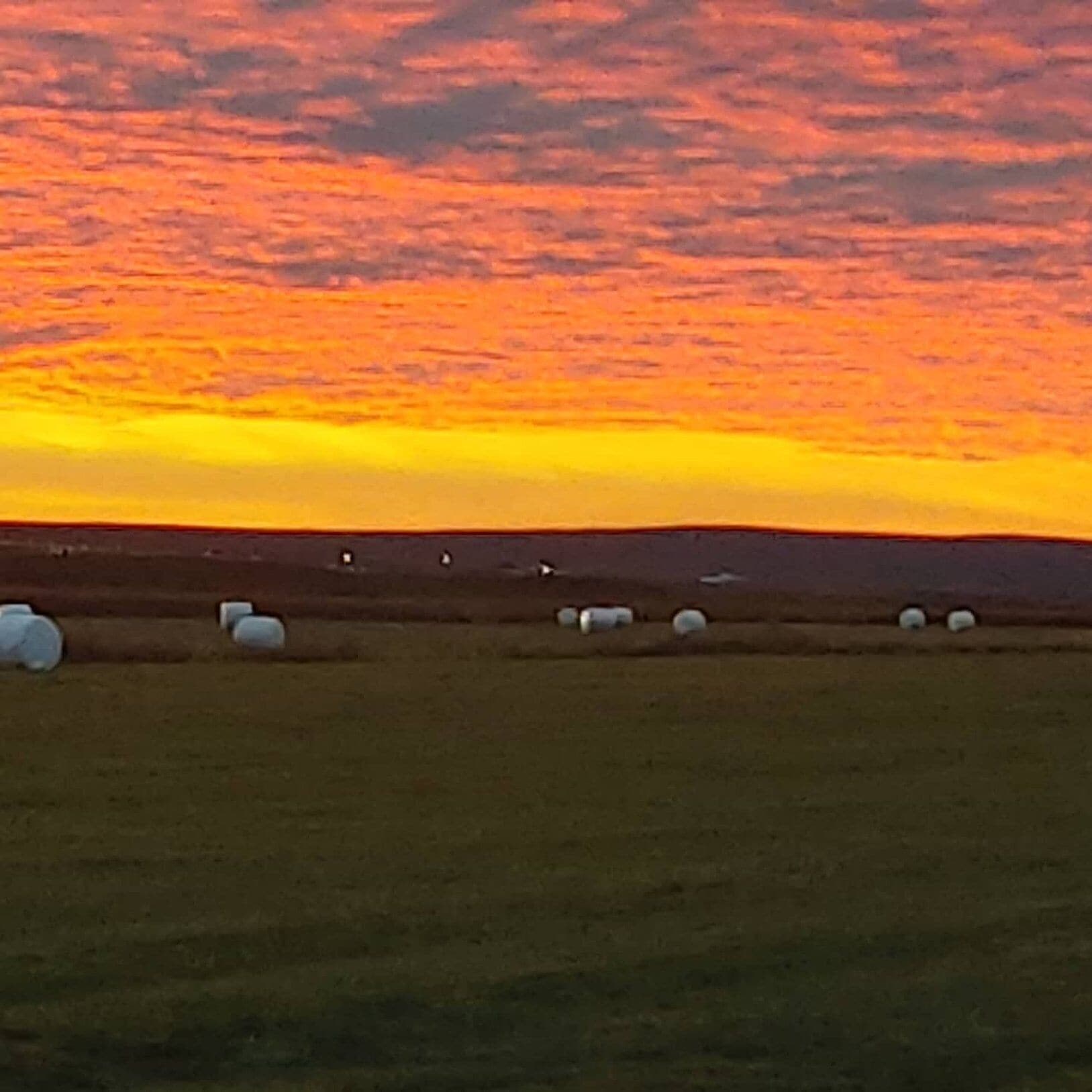 Paisagem rural com pôr do sol, mostrando um campo com vários objetos cilíndricos brancos, possivelmente fardos de feno, e um horizonte plano.