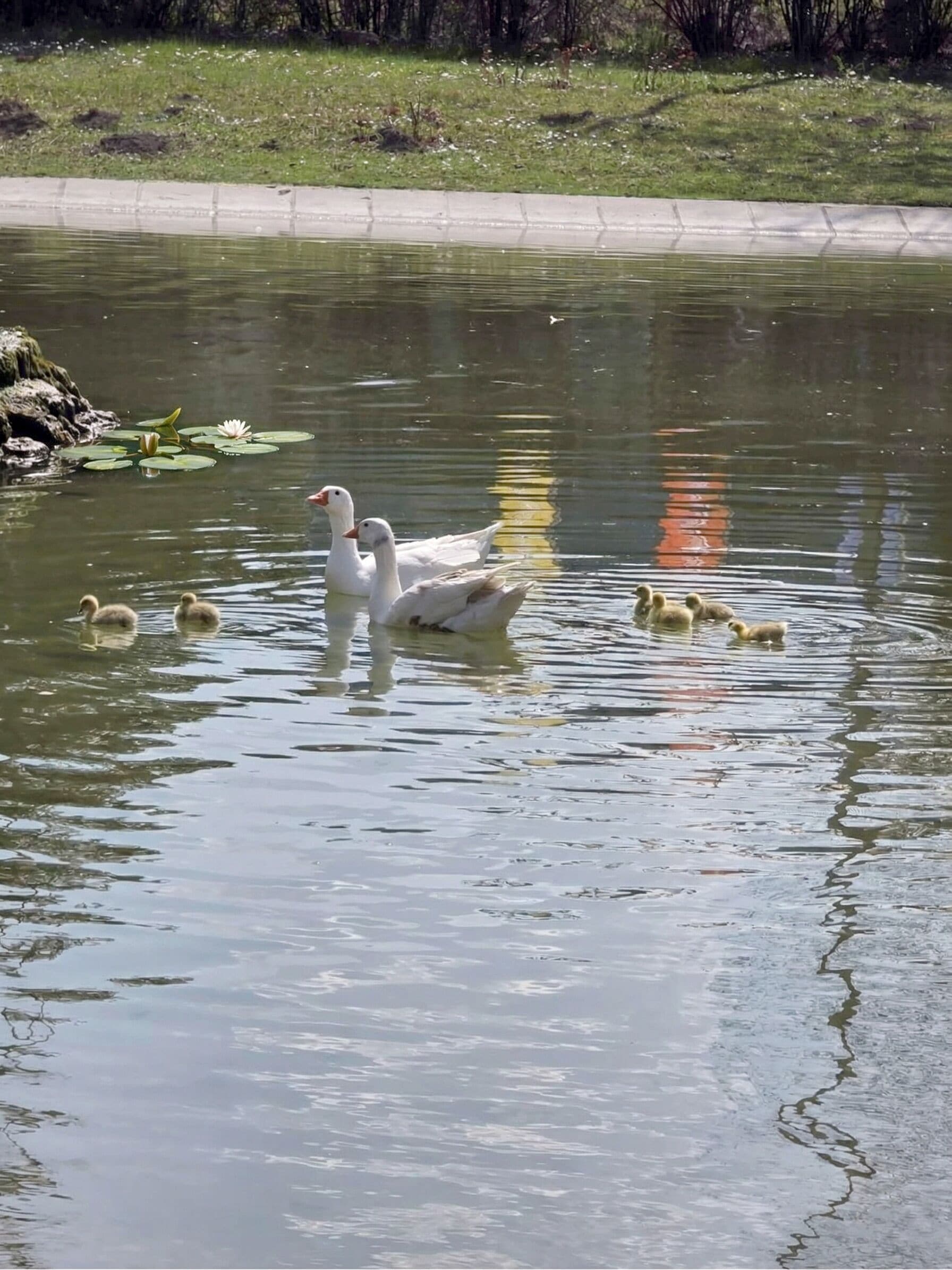 Photo - Hotel Bellevue - Nature & Resort