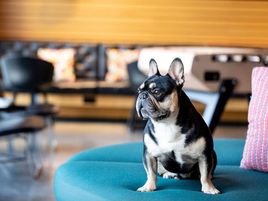 A small dog sitting on a teal cushion in a modern living room with a wooden wall and a black chair in the background.