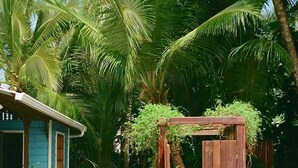 A wooden dock leading to a wooden gate, surrounded by lush greenery and palm trees. - Casa Acuario (Bocas del Toro)