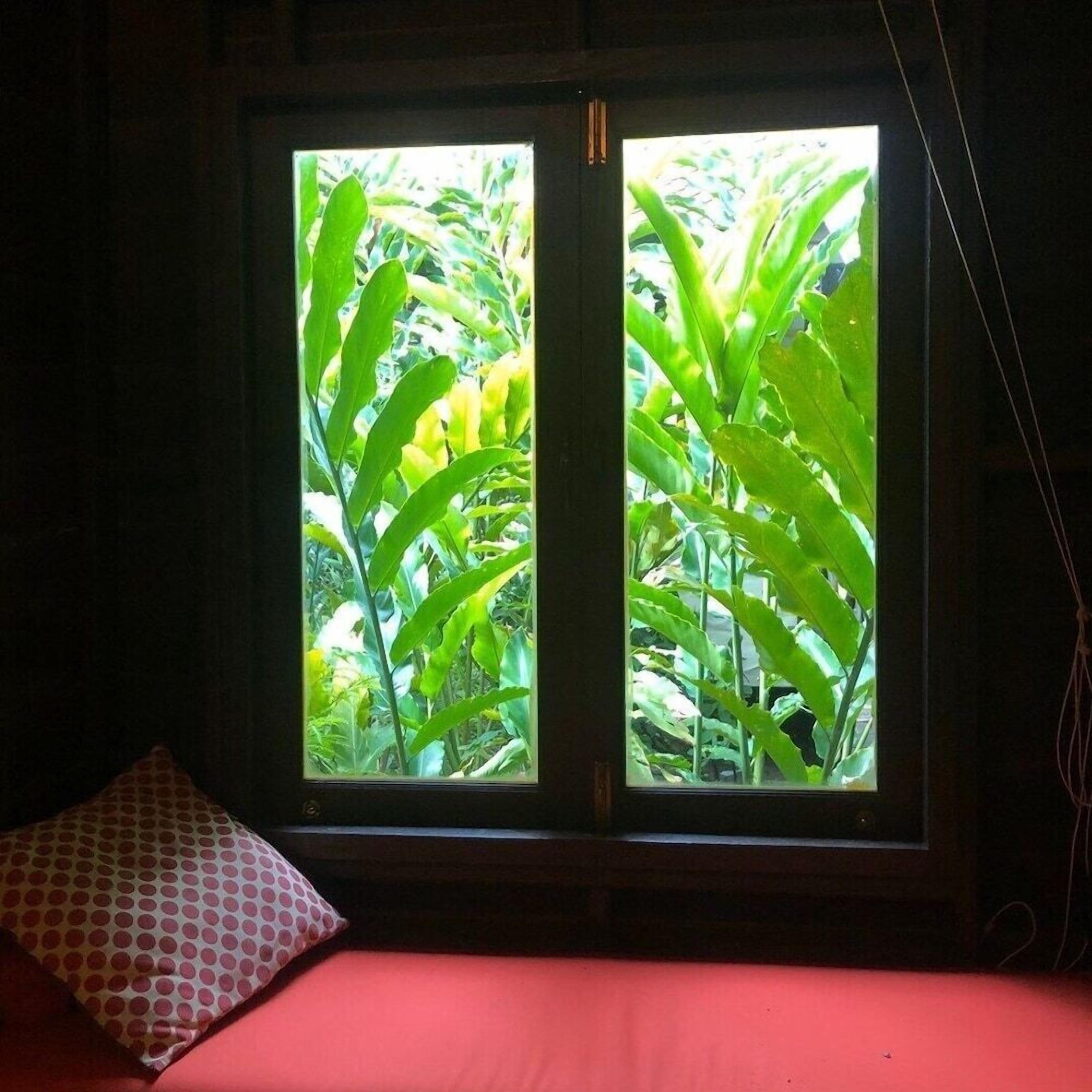 Una ventana con vista a una densa vegetación verde.