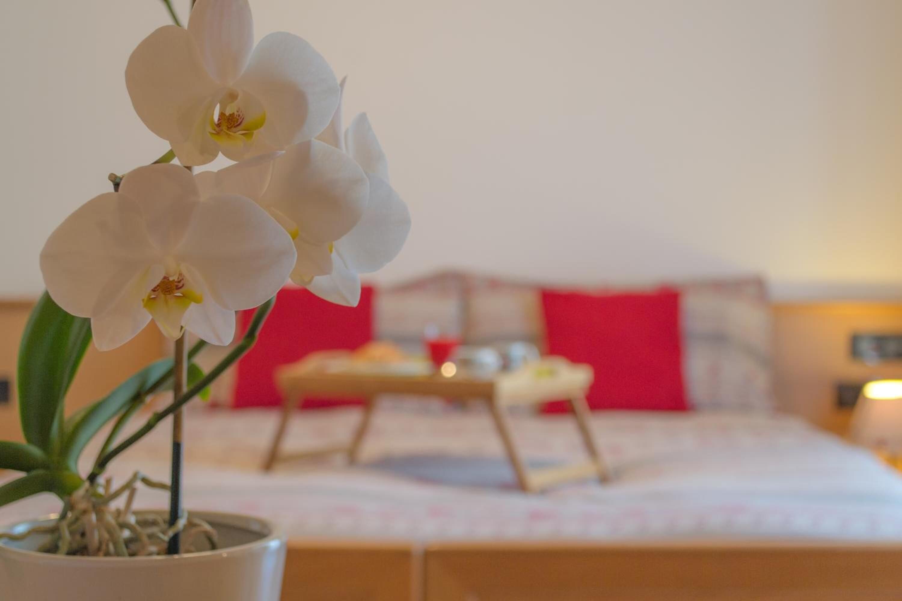 A hotel room with a bed, a bedside table, and a potted orchid.