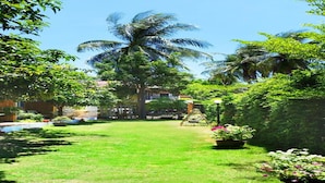 Un jardín bien cuidado con césped, palmeras y plantas en macetas.