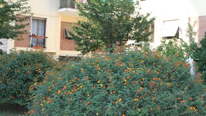 A building with multiple balconies, some with railings, and a tree in the foreground. - La Perla Affittacamere (La Spezia)