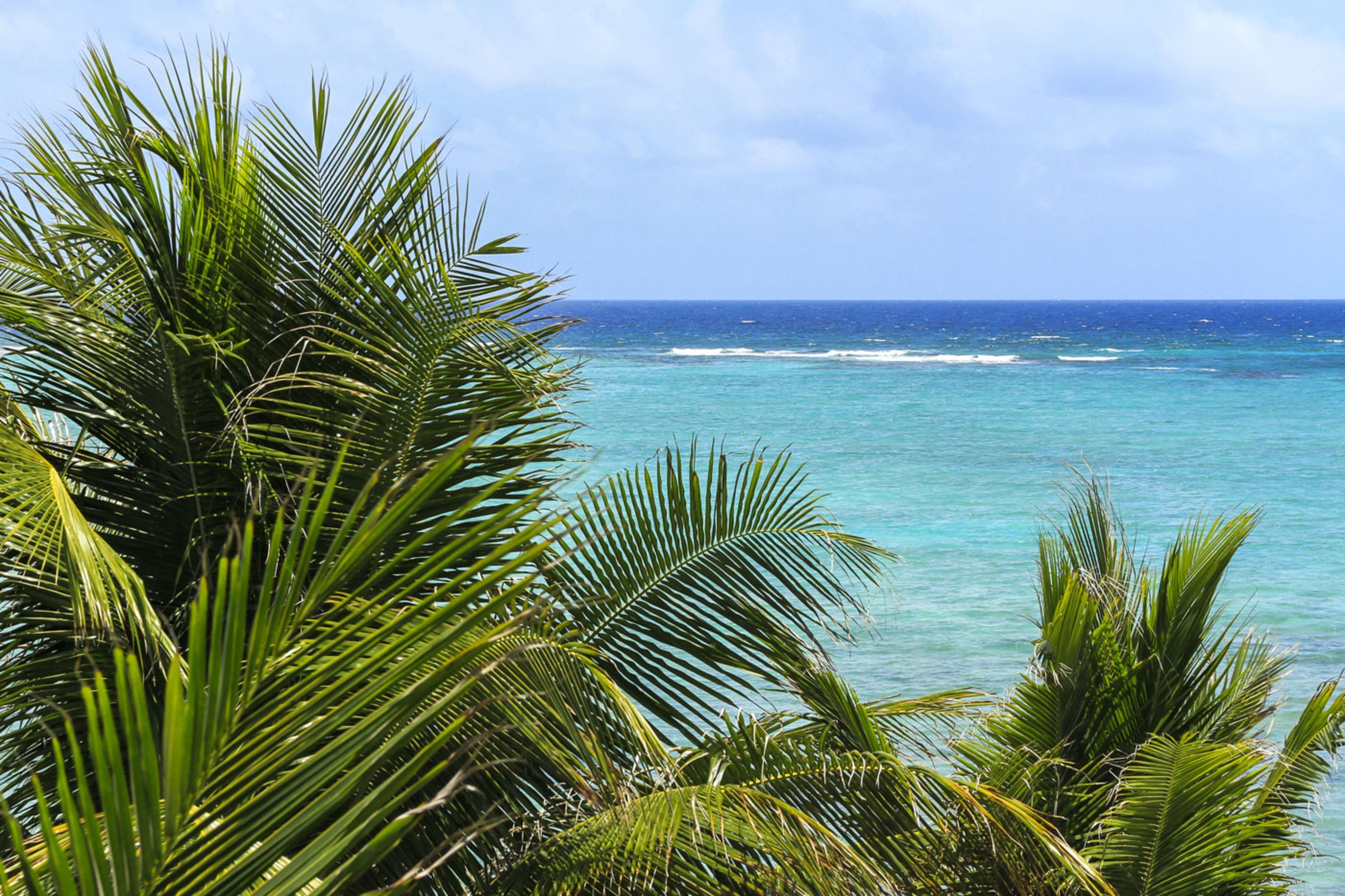 A tropical beach with clear turquoise waters and palm trees.