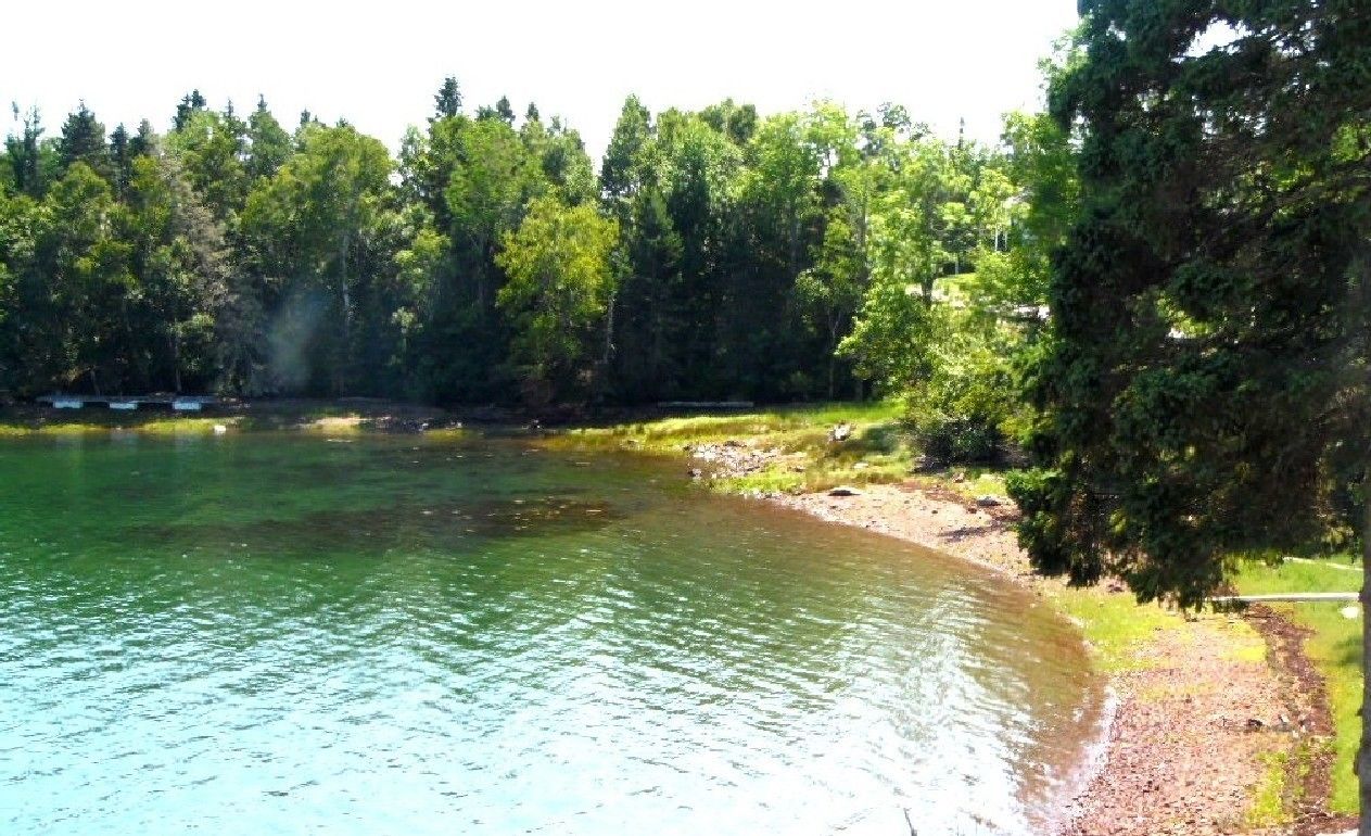 Un lago tranquilo rodeado de un bosque frondoso.