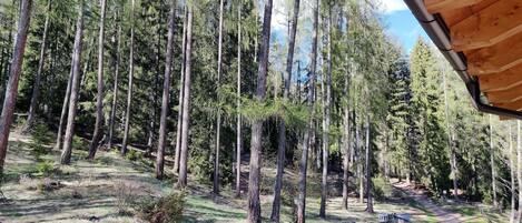 A forested area with tall trees and a dirt path.