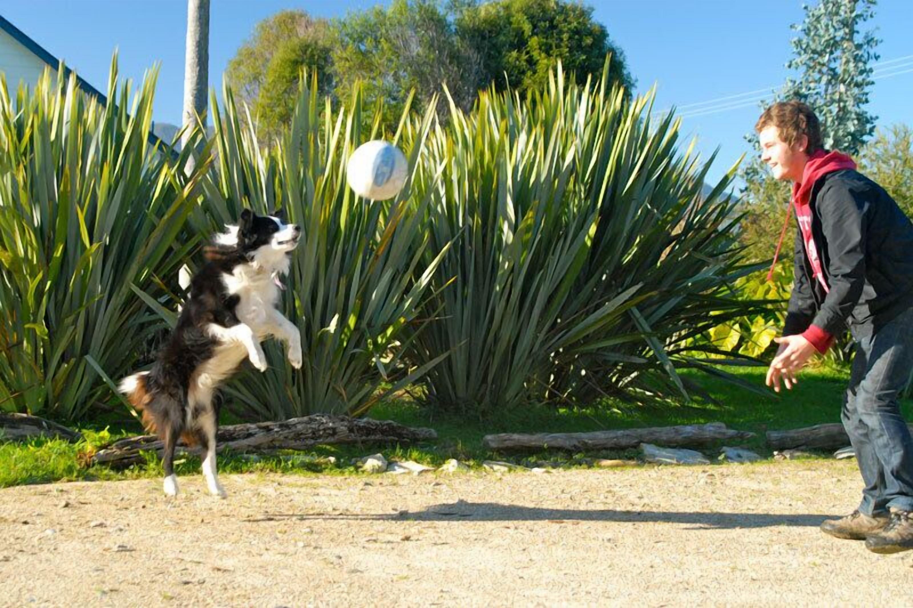 A dog playing with a ball in a garden with tall green plants and a house in the background.