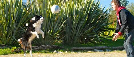 A dog playing with a ball in a garden with tall green plants and a house in the background.