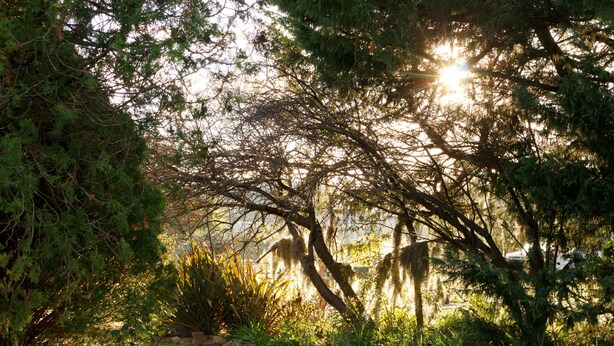 Property grounds - Lynrose Place (Stanthorpe)