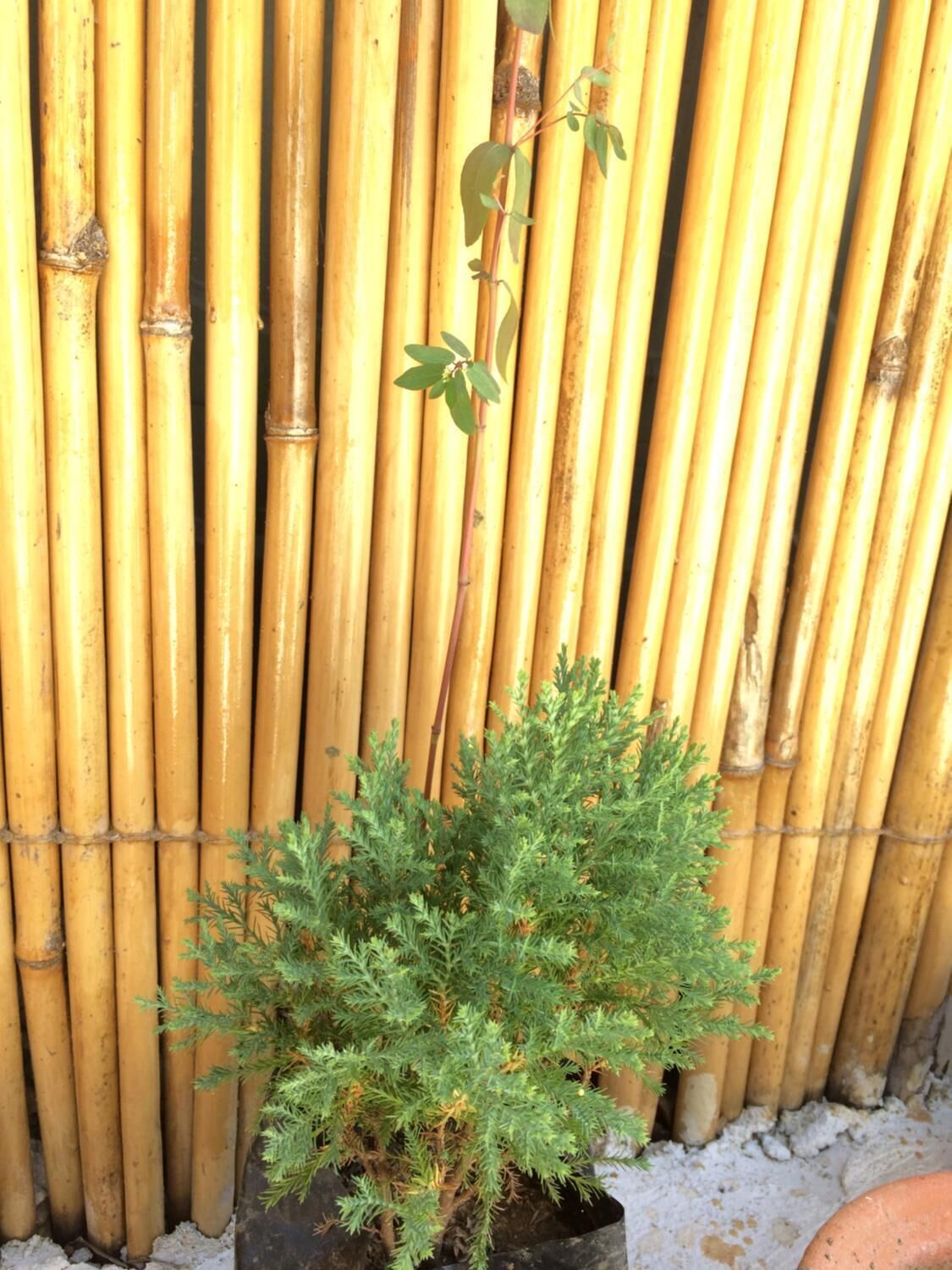Una planta en maceta con follaje verde frente a una valla de bambú.