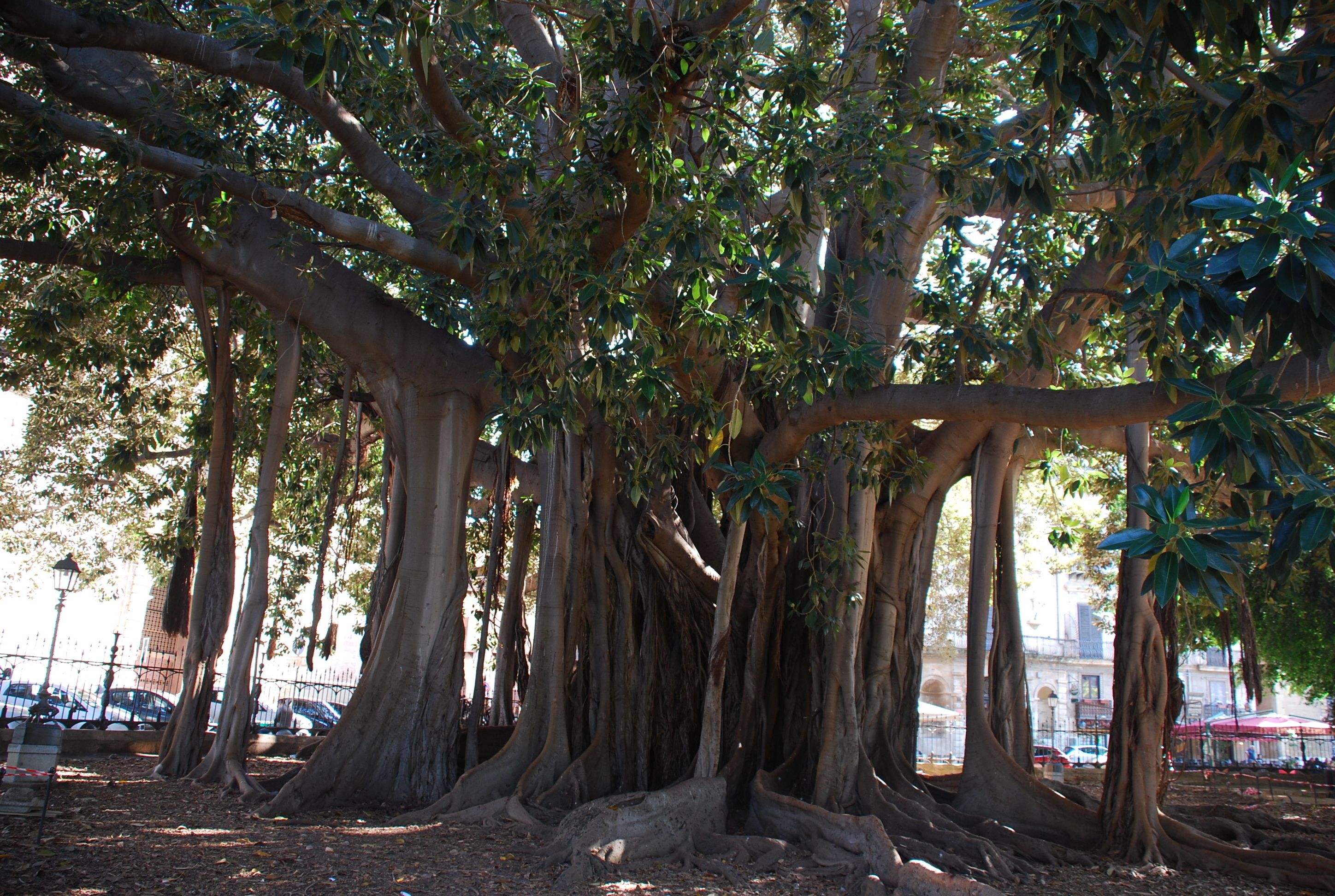 A large banyan tree with extensive roots and branches in a park setting.
