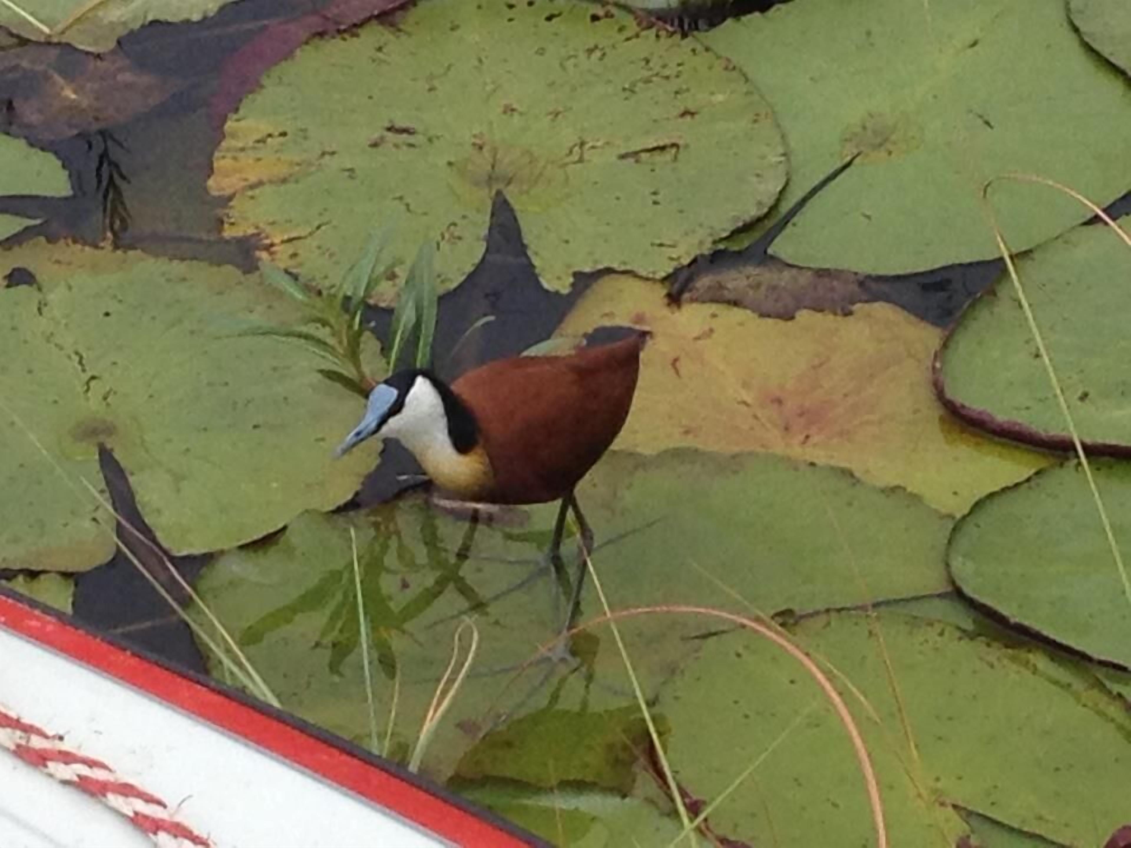Un uccello in mezzo alle ninfee su uno specchio d'acqua.