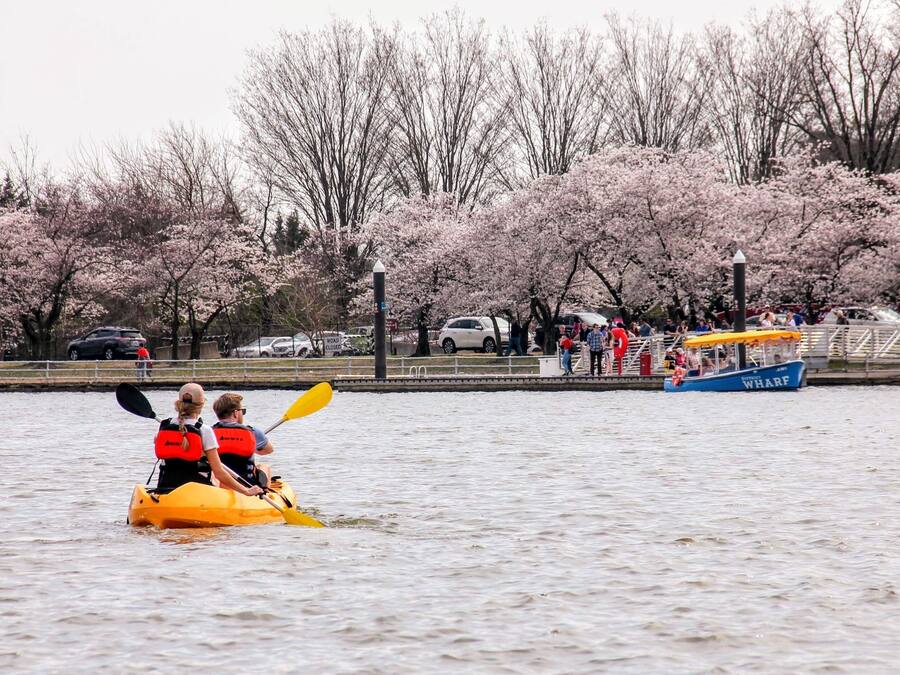 Um rio com caiaques, um barco chamado 'WHARF' e cerejeiras ao fundo.