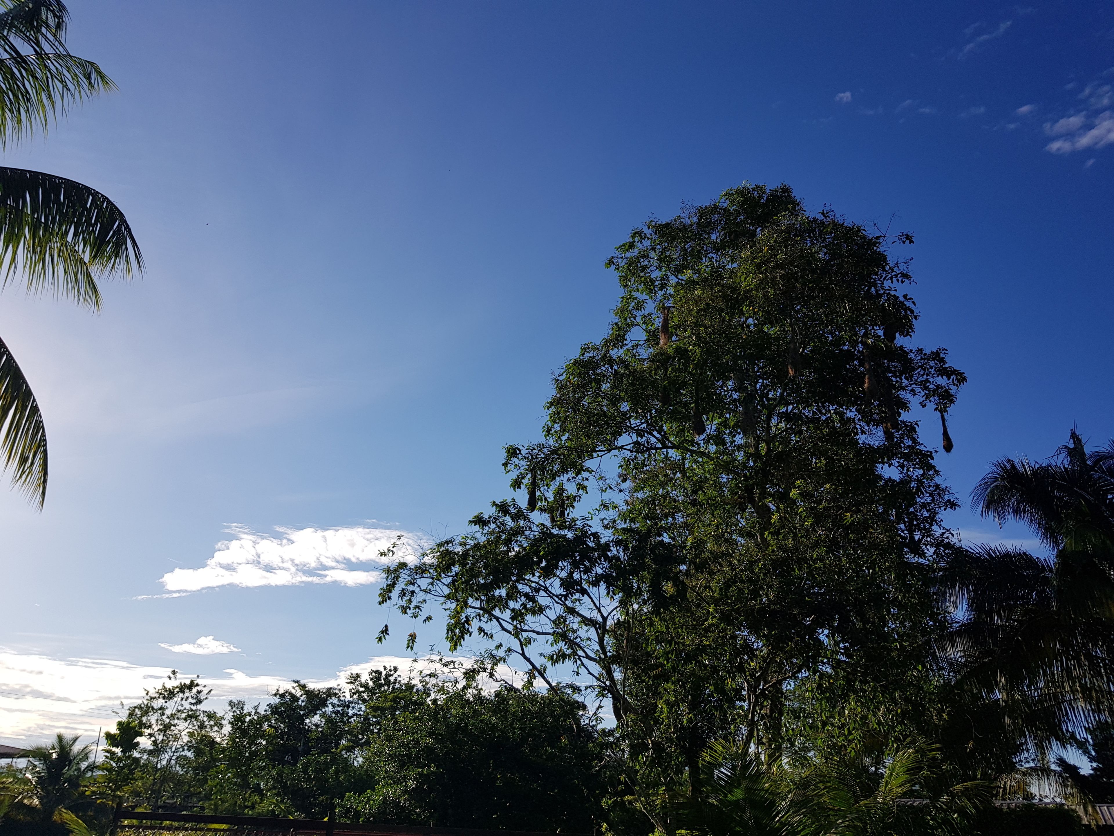 A clear sky with a few clouds, a large tree, and some palm trees.