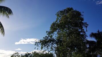 A clear sky with a few clouds, a large tree, and some palm trees.