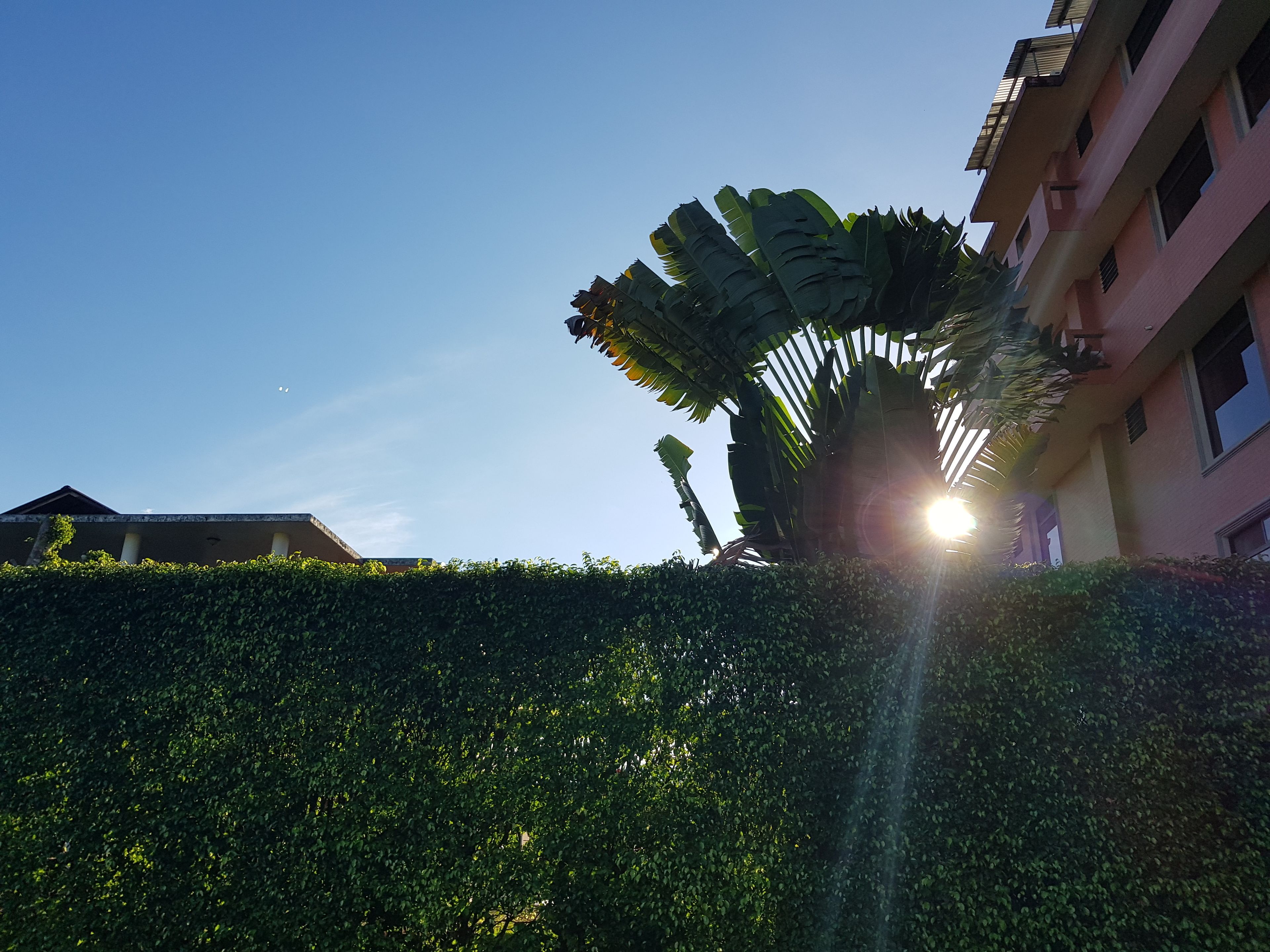 Un edificio de techos planos con una planta grande y frondosa en primer plano.