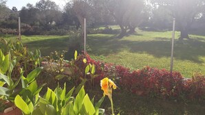 Een tuin met diverse planten en een enkele gele bloem op de voorgrond.