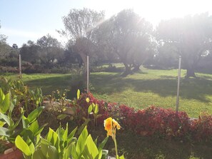 Un giardino con diverse piante e un singolo fiore giallo in primo piano.
