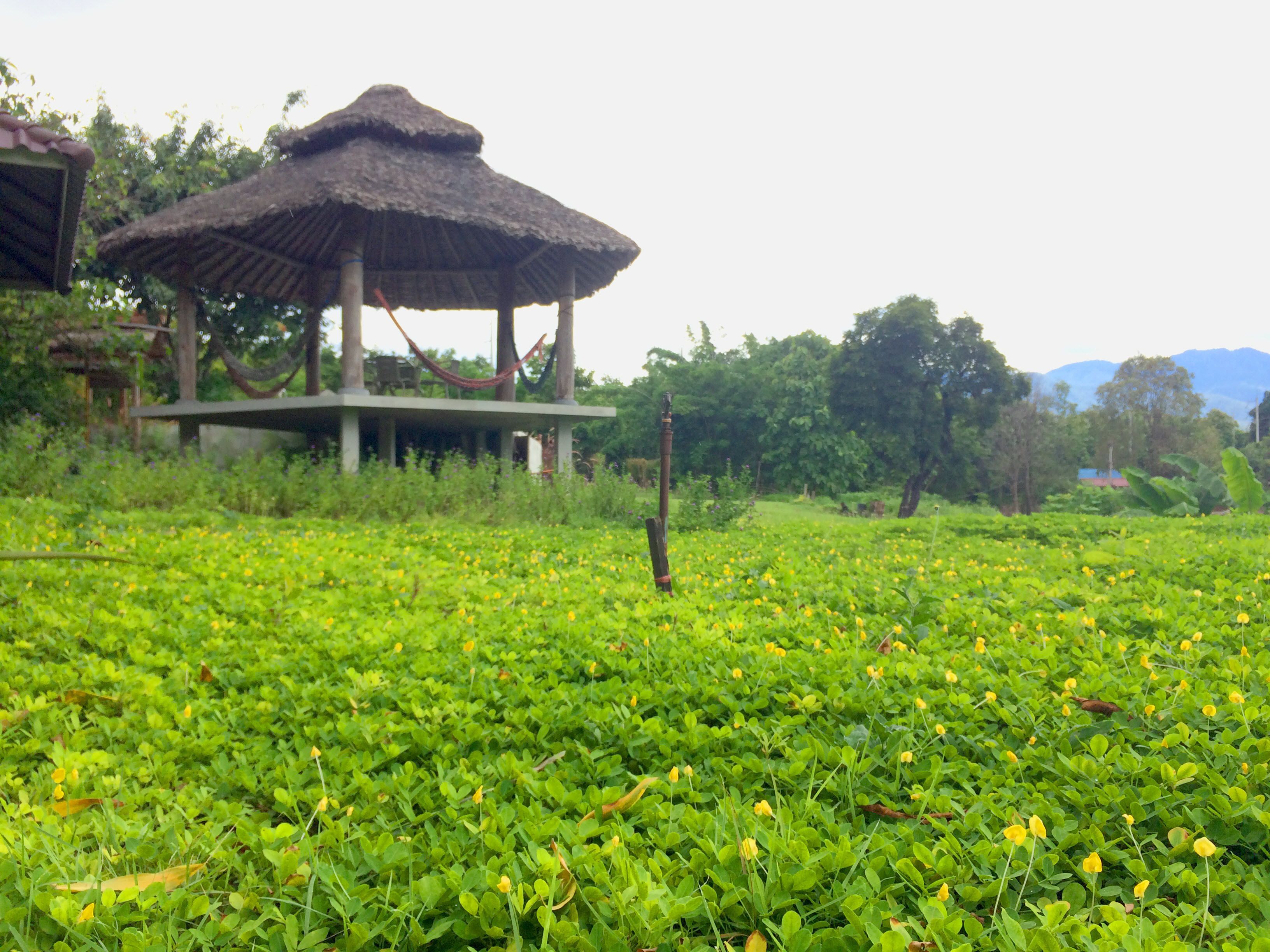A thatched-roof pavilion with a hammock, surrounded by lush greenery and yellow flowers.