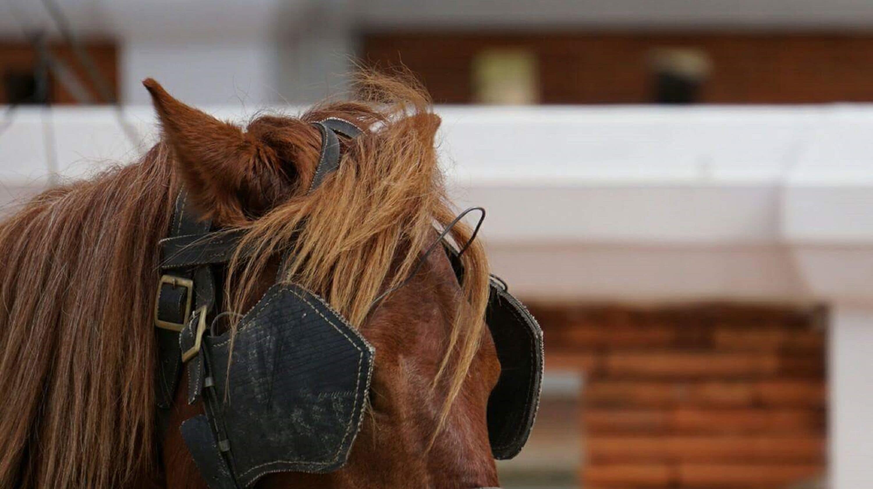 A horse with a head covering and a bridle.