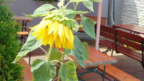 A sunflower in front of a red umbrella with the text "OSTRAVAR". - Hotel Isora (Ostrava)
