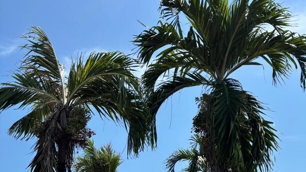 Un sendero bordeado de palmeras que conduce a una hilera de edificios blancos con techos de tejas rojas.