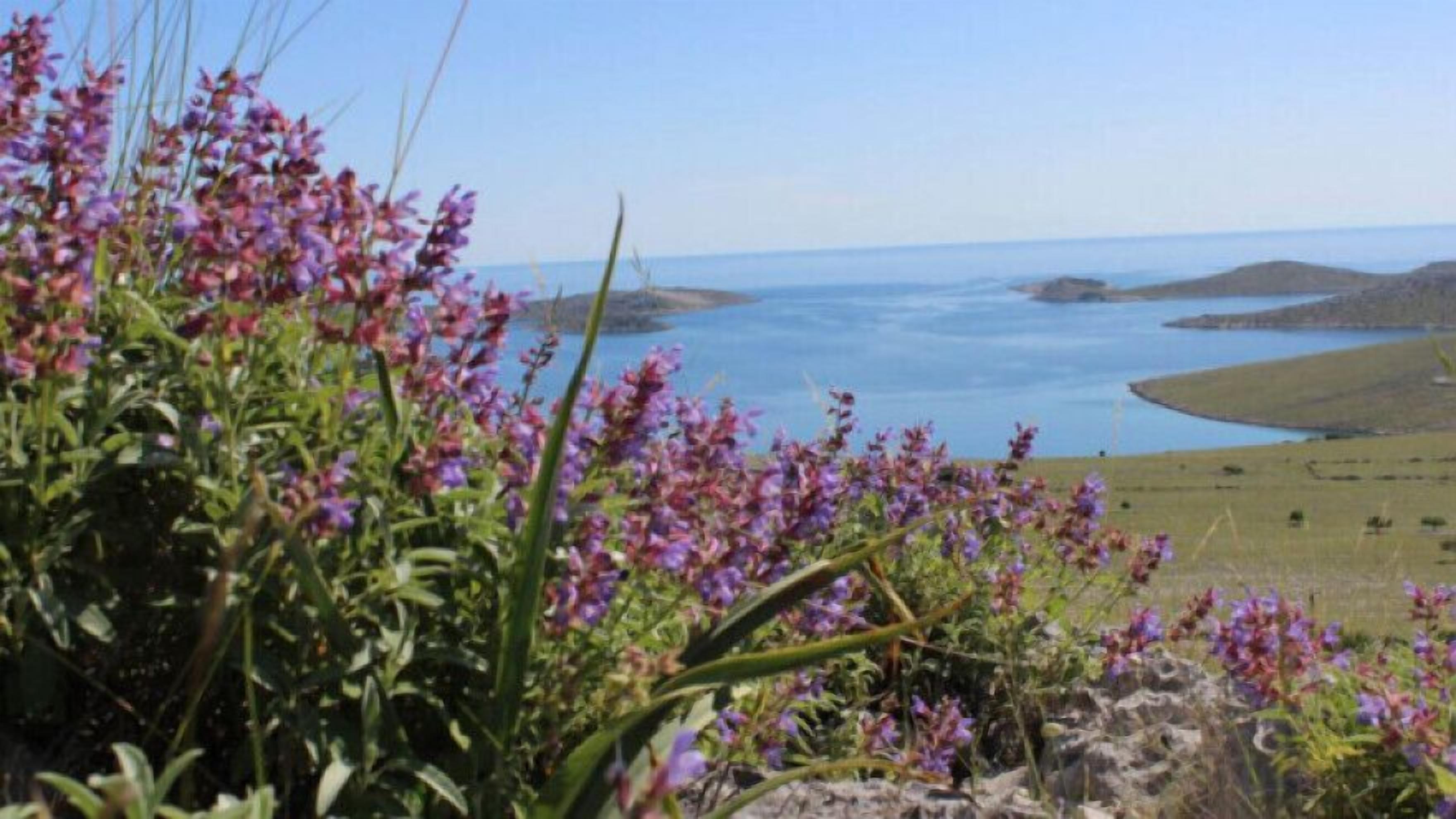 Paisaje costero con flores moradas en primer plano y vista al mar y colinas distantes.