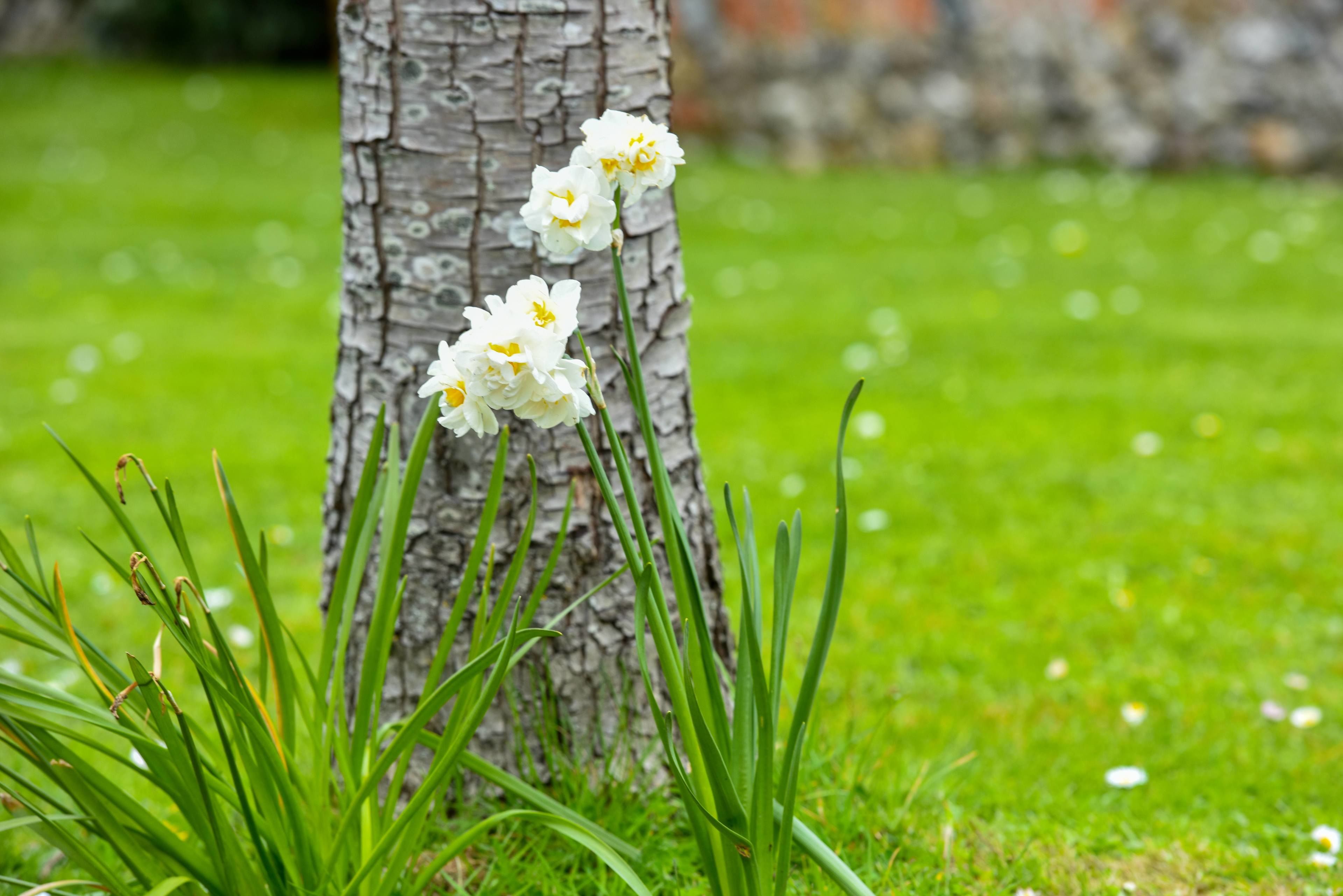 A tree trunk with white flowers and green grass.