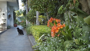 Um caminho no jardim com um gato, plantas em vasos e uma casa.