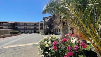 Vista de la calle con un edificio, una palmera y un parterre con flores rosadas.