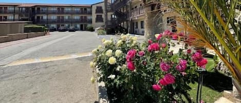 A street view with a building, a palm tree, and a flower bed with pink flowers.